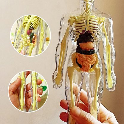 Lidské tělo - tělo pro výuku anatomie