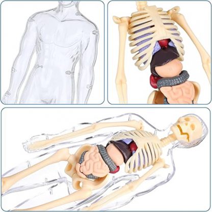Lidské tělo - tělo pro výuku anatomie